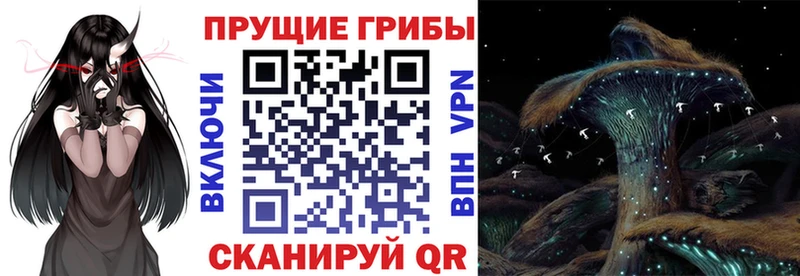 купить наркоту Порхов Галлюциногенные грибы мицелий